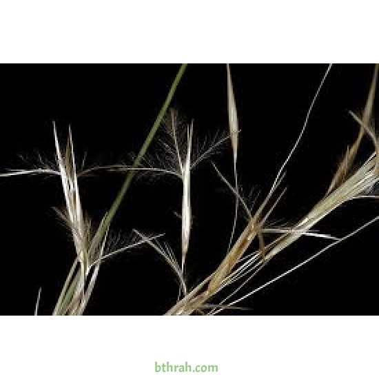 بذور عشبة النّصي - Stipagrostis