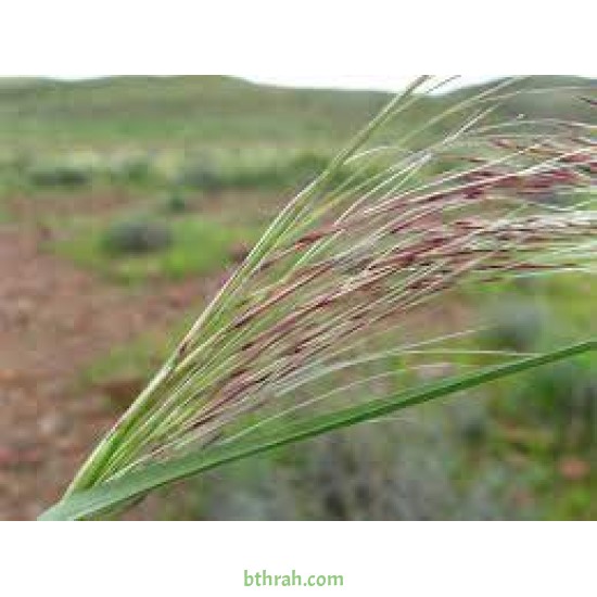 بذور عشبة النّصي - Stipagrostis