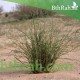 بذور عشبة النّصي - Stipagrostis