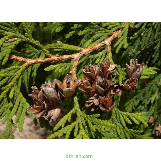 بذور نبات الثويا - Platycladus orientalis بذور نبات الثويا - Platycladus orientalis
