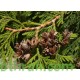 بذور نبات الثويا - Platycladus orientalis بذور نبات الثويا - Platycladus orientalis