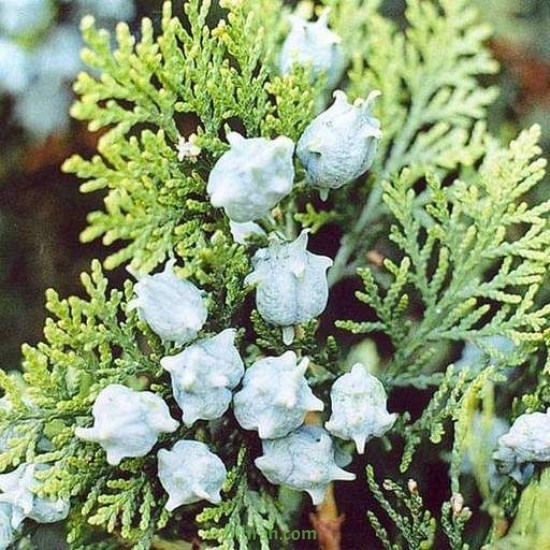بذور نبات الثويا - Platycladus orientalis