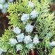 بذور نبات الثويا - Platycladus orientalis