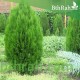 بذور نبات الثويا - Platycladus orientalis بذور نبات الثويا - Platycladus orientalis