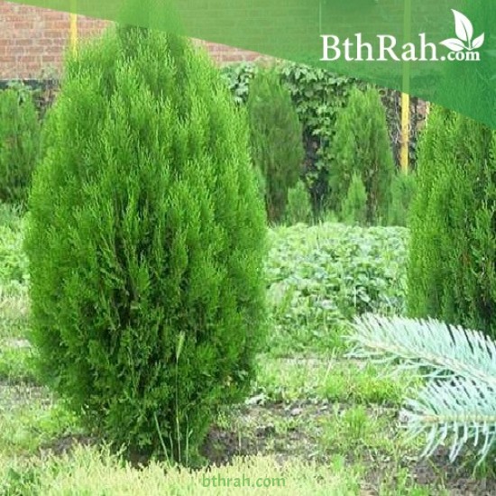 بذور نبات الثويا - Thuja Orientalis بذور نبات الثويا - Thuja Orientalis
