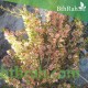 بذور شجرة السيداف - Pteropyrum scoparium بذور شجرة السيداف - Pteropyrum scoparium