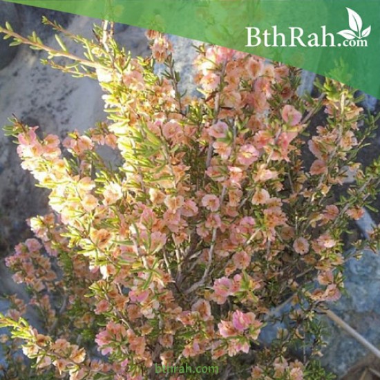 بذور شجرة السيداف - Pteropyrum scoparium بذور شجرة السيداف - Pteropyrum scoparium