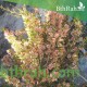 بذور شجرة السيداف - Pteropyrum scoparium بذور شجرة السيداف - Pteropyrum scoparium