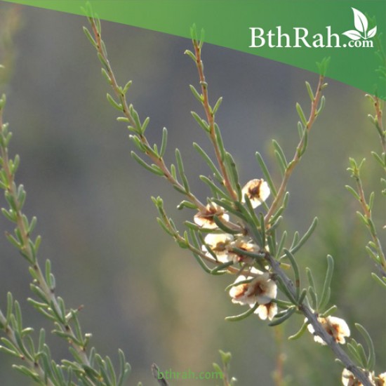 بذور شجرة السيداف - Pteropyrum scoparium بذور شجرة السيداف - Pteropyrum scoparium
