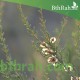 بذور شجرة السيداف - Pteropyrum scoparium بذور شجرة السيداف - Pteropyrum scoparium