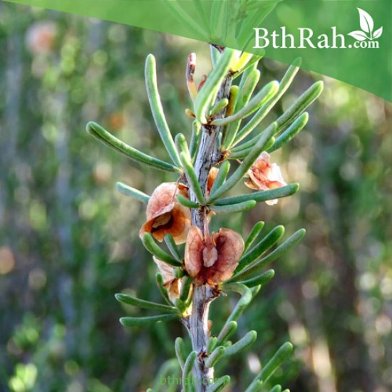 بذور شجرة السيداف - Pteropyrum scoparium بذور شجرة السيداف - Pteropyrum scoparium