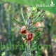بذور شجرة السيداف - Pteropyrum scoparium بذور شجرة السيداف - Pteropyrum scoparium