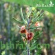 بذور شجرة السيداف - Pteropyrum scoparium بذور شجرة السيداف - Pteropyrum scoparium