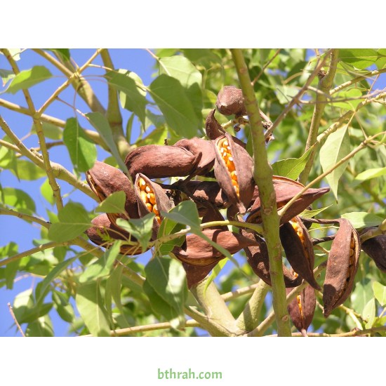 بذور شجرة استركوليا مخمسة-Brachychiton populneus بذور شجرة استركوليا مخمسة-Brachychiton populneus