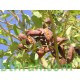 بذور شجرة استركوليا مخمسة-Brachychiton populneus