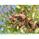 بذور شجرة استركوليا مخمسة-Brachychiton populneus بذور شجرة استركوليا مخمسة-Brachychiton populneus