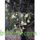 بذور شجرة استركوليا مخمسة-Brachychiton populneus بذور شجرة استركوليا مخمسة-Brachychiton populneus