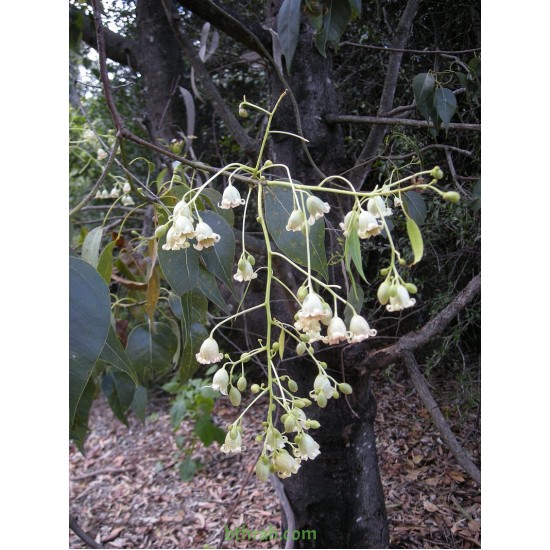 بذور شجرة استركوليا مخمسة-Brachychiton populneus بذور شجرة استركوليا مخمسة-Brachychiton populneus