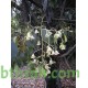 بذور شجرة استركوليا مخمسة-Brachychiton populneus