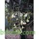 بذور شجرة استركوليا مخمسة-Brachychiton populneus بذور شجرة استركوليا مخمسة-Brachychiton populneus