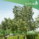 بذور شجرة استركوليا مخمسة - Brachychiton populneus بذور شجرة استركوليا مخمسة - Brachychiton populneus