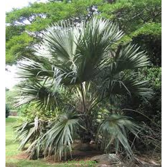 بذور نخيل اللاتانيا -Latania lontaroides