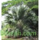 بذور نخيل اللاتانيا -Latania lontaroides
