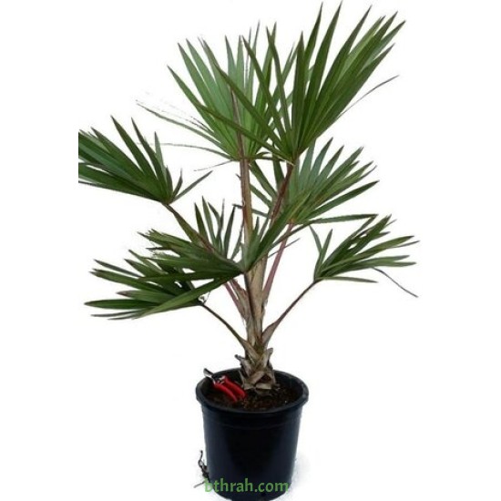 بذور نخيل اللاتانيا -Latania lontaroides