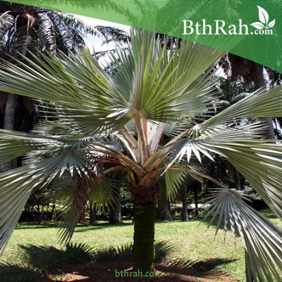 بذور نخيل اللاتانيا -Latania lontaroides