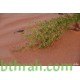 بذور شجرة العاذر - Artemisia monosperma