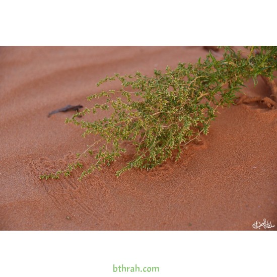 بذور شجرة العاذر - Artemisia monosperma بذور شجرة العاذر - Artemisia monosperma