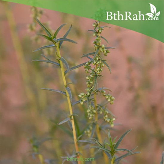 بذور شجرة العاذر - Artemisia monosperma بذور شجرة العاذر - Artemisia monosperma