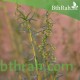 بذور شجرة العاذر - Artemisia monosperma بذور شجرة العاذر - Artemisia monosperma