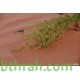 بذور شجرة العاذر - Artemisia monosperma بذور شجرة العاذر - Artemisia monosperma