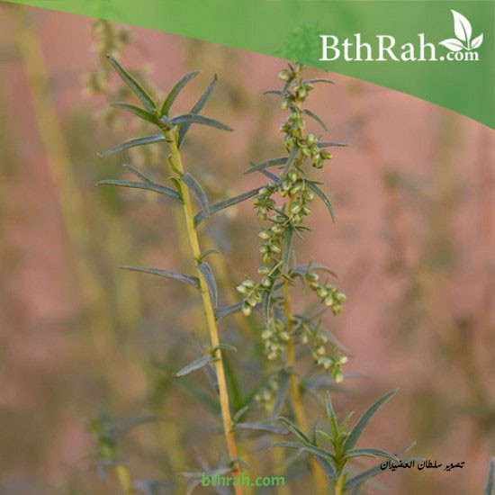 بذور شجرة العاذر - Artemisia monosperma بذور شجرة العاذر - Artemisia monosperma