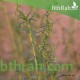 بذور شجرة العاذر - Artemisia monosperma بذور شجرة العاذر - Artemisia monosperma