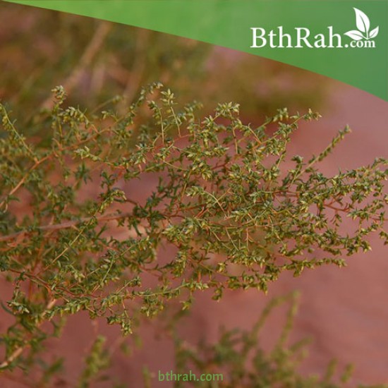 بذور شجرة العاذر - Artemisia monosperma بذور شجرة العاذر - Artemisia monosperma