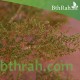 بذور شجرة العاذر - Artemisia monosperma بذور شجرة العاذر - Artemisia monosperma