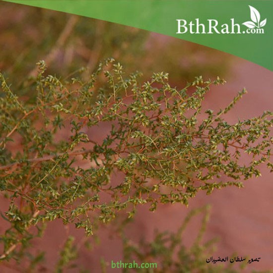 بذور شجرة العاذر - Artemisia monosperma بذور شجرة العاذر - Artemisia monosperma