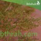 بذور شجرة العاذر - Artemisia monosperma بذور شجرة العاذر - Artemisia monosperma
