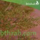 بذور شجرة العاذر - Artemisia monosperma بذور شجرة العاذر - Artemisia monosperma