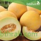 بذور شمام - Cucumis melo var. cantalupensis بذور شمام - Cucumis melo var. cantalupensis