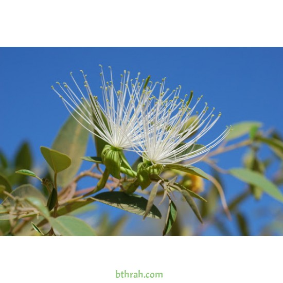 بذور شجرة السرح - Maerua crassifolia بذور شجرة السرح - Maerua crassifolia