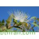 بذور شجرة السرح - Maerua crassifolia بذور شجرة السرح - Maerua crassifolia