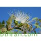 بذور شجرة السرح - Maerua crassifolia بذور شجرة السرح - Maerua crassifolia