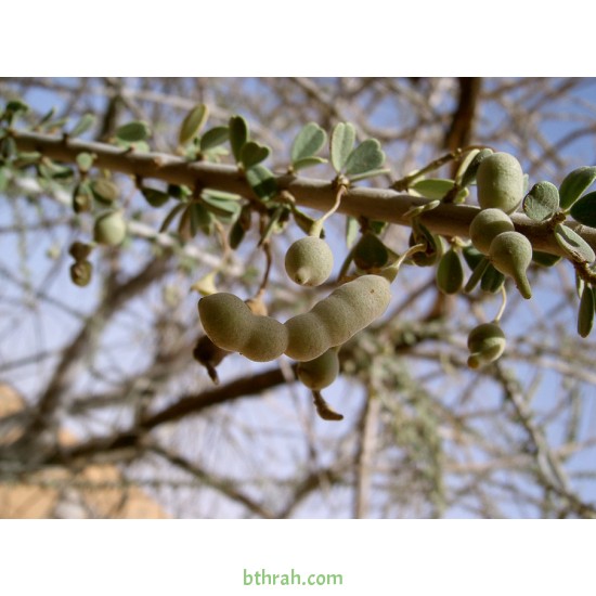 بذور شجرة السرح - Maerua crassifolia بذور شجرة السرح - Maerua crassifolia