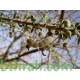 بذور شجرة السرح - Maerua crassifolia