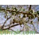 بذور شجرة السرح - Maerua crassifolia بذور شجرة السرح - Maerua crassifolia