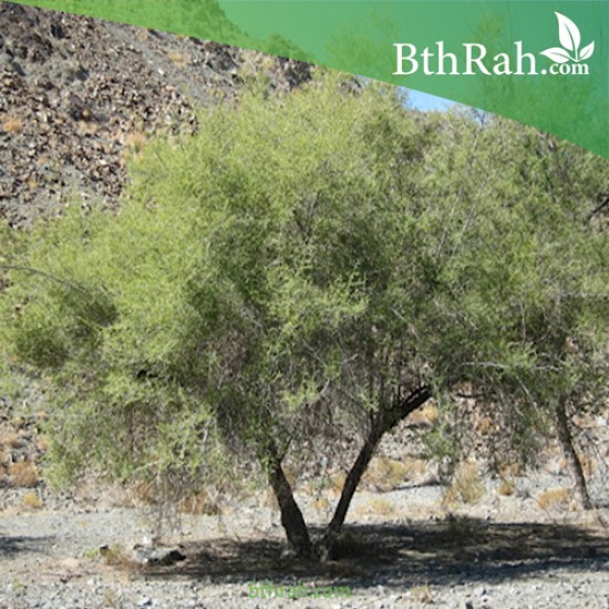بذور شجرة السرح - Maerua crassifolia بذور شجرة السرح - Maerua crassifolia