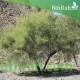 بذور شجرة السرح - Maerua crassifolia